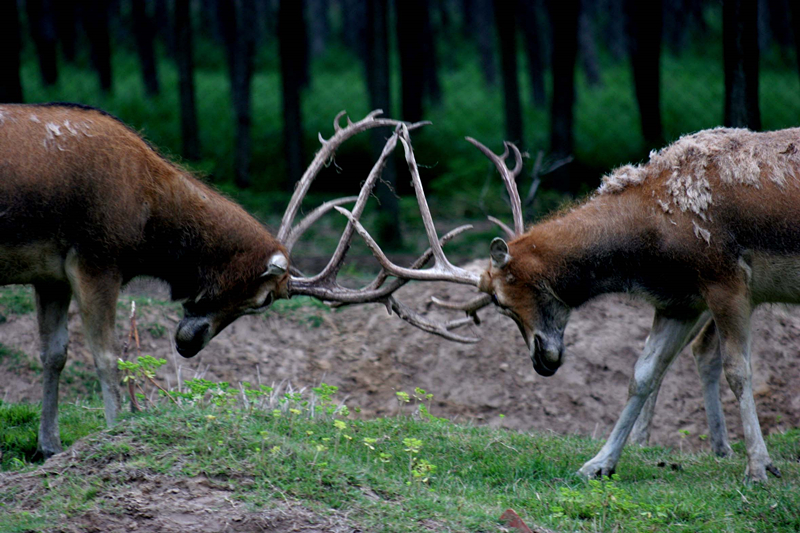 保护区内两只麋鹿在角斗  扬国美拍摄。