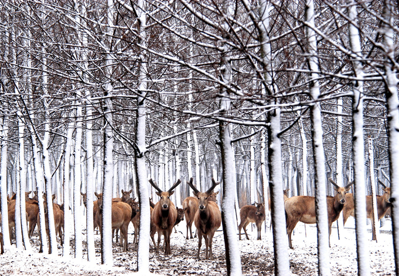 冬至森林 杨国美摄。