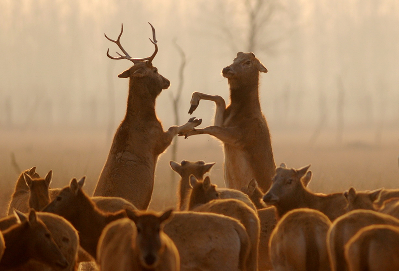 保护区内的麋鹿交友 杨国美摄。