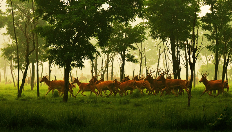 迷雾中的鹿群。